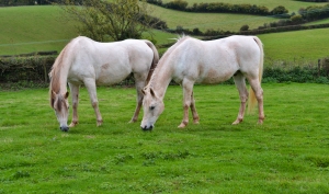 Horses at Netherton3
