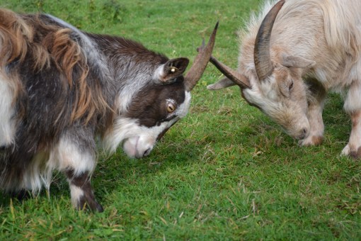 bill-and-betty-clash