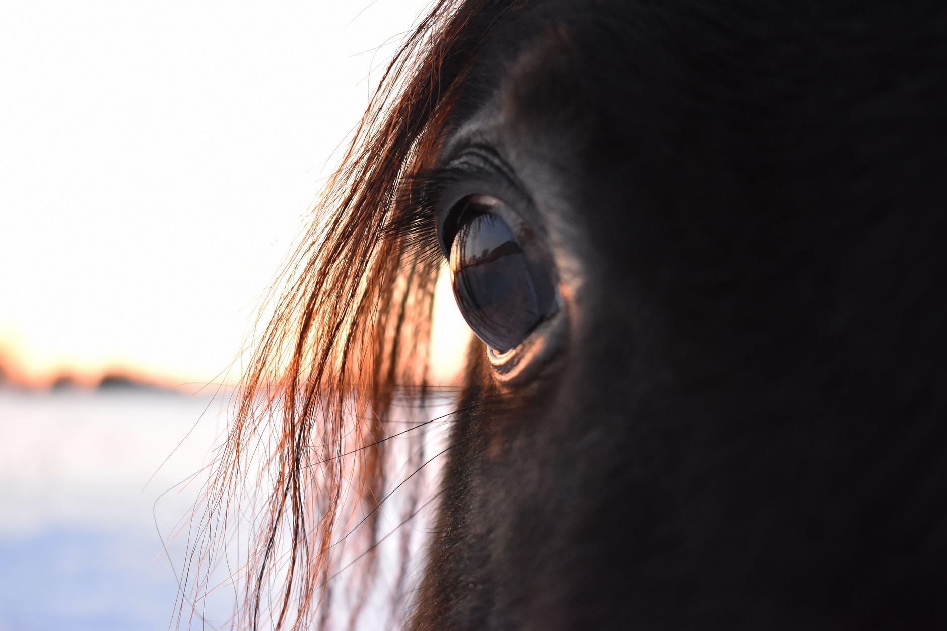 horse eye